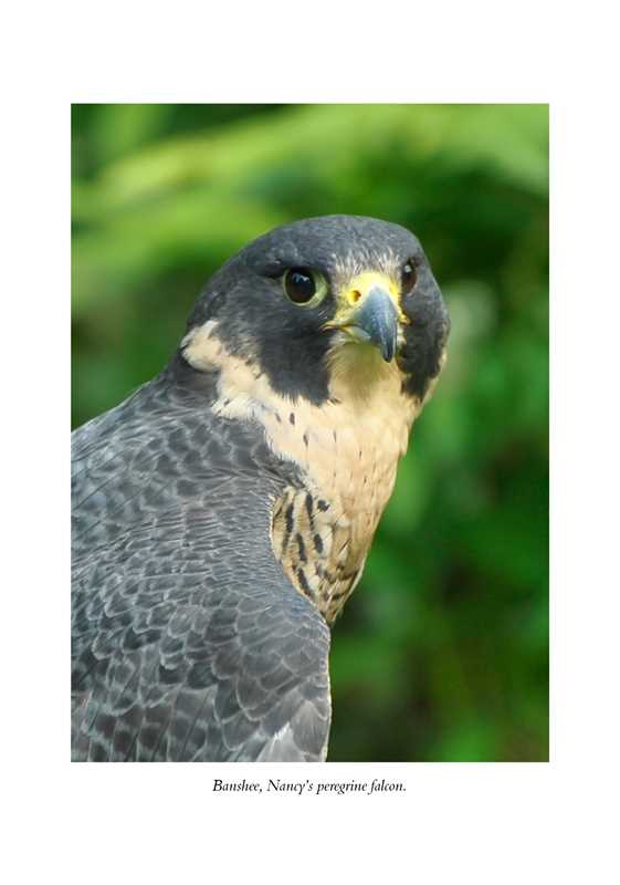 Hawk's Way by Sy   Montgomery