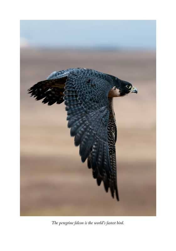 Hawk's Way by Sy   Montgomery