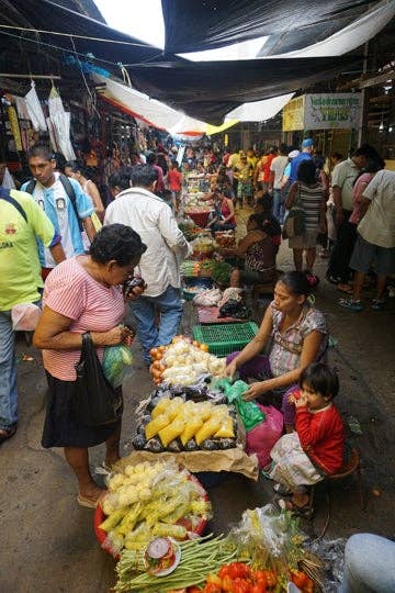 Baby Turtle Wingo Shaker Instrument
