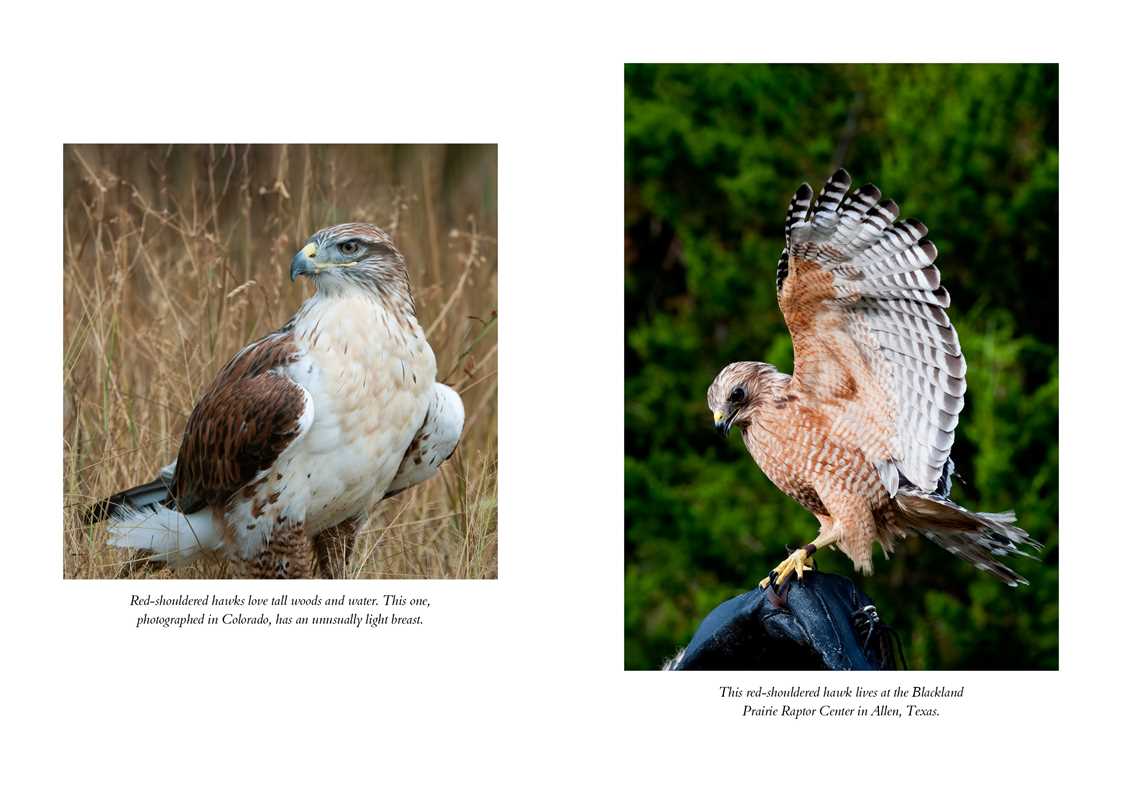 Hawk's Way by Sy   Montgomery