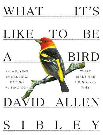 What It's Like To Be A Bird