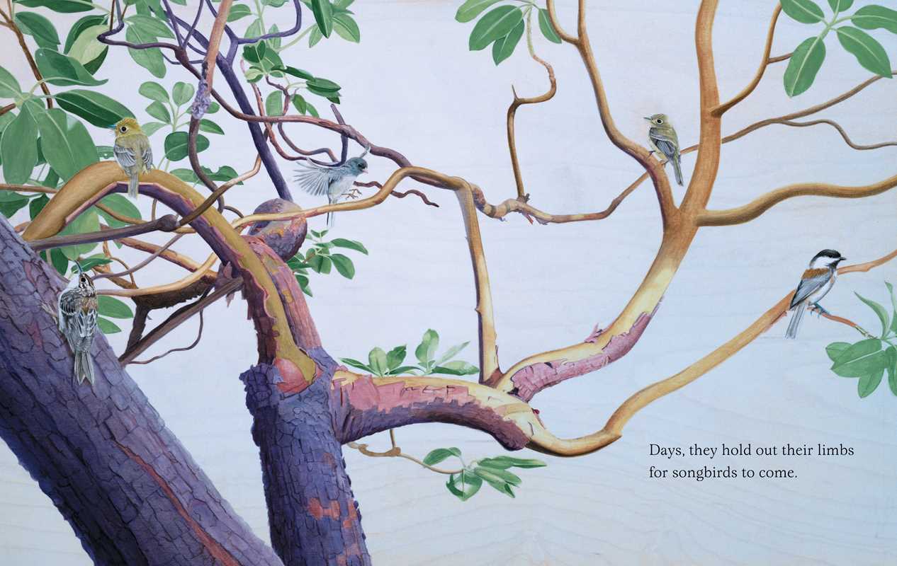 Trees by Tony   Johnston