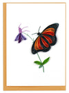 Monarch Butterfly