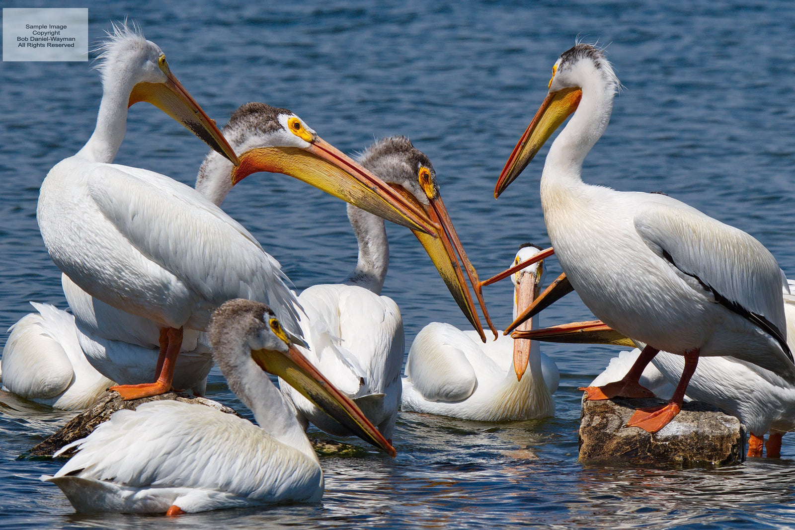American Pelicans In Conversation