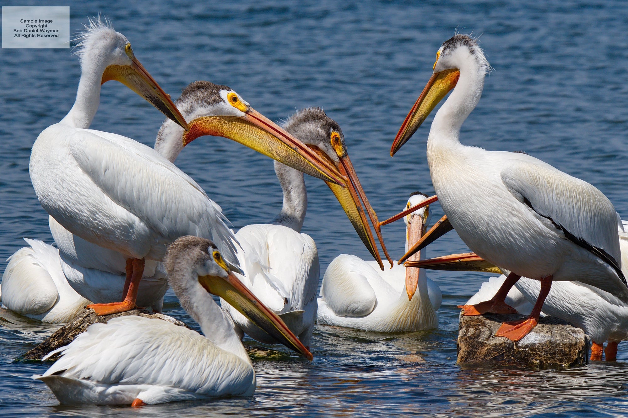 American Pelicans In Conversation