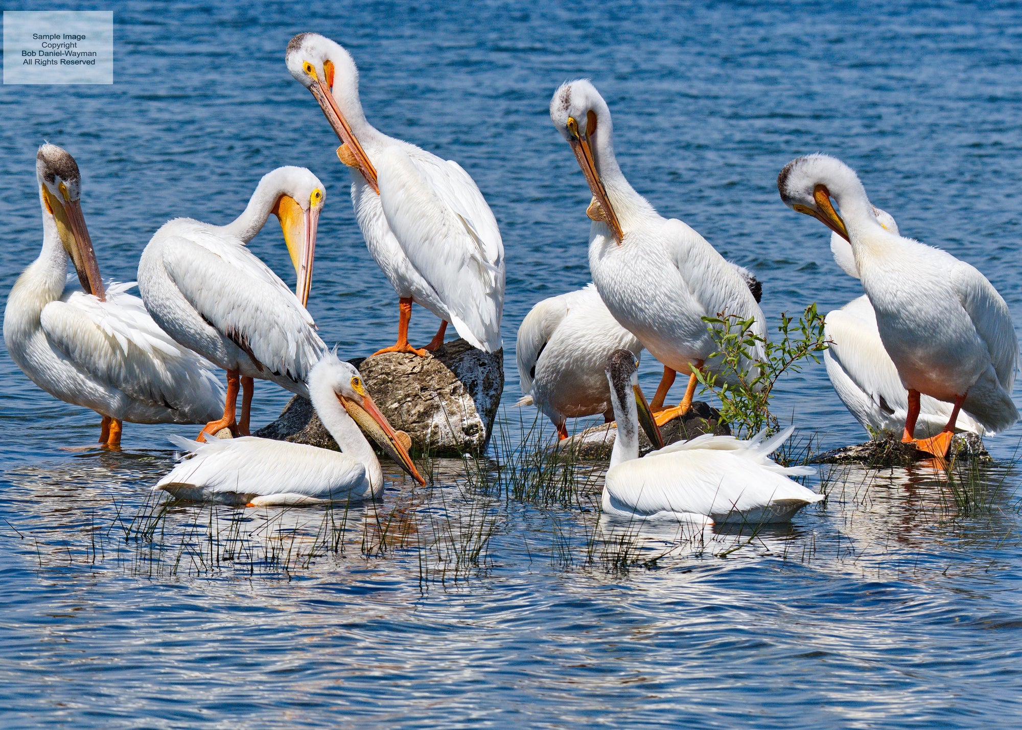 American Pelicans Preening (IS)