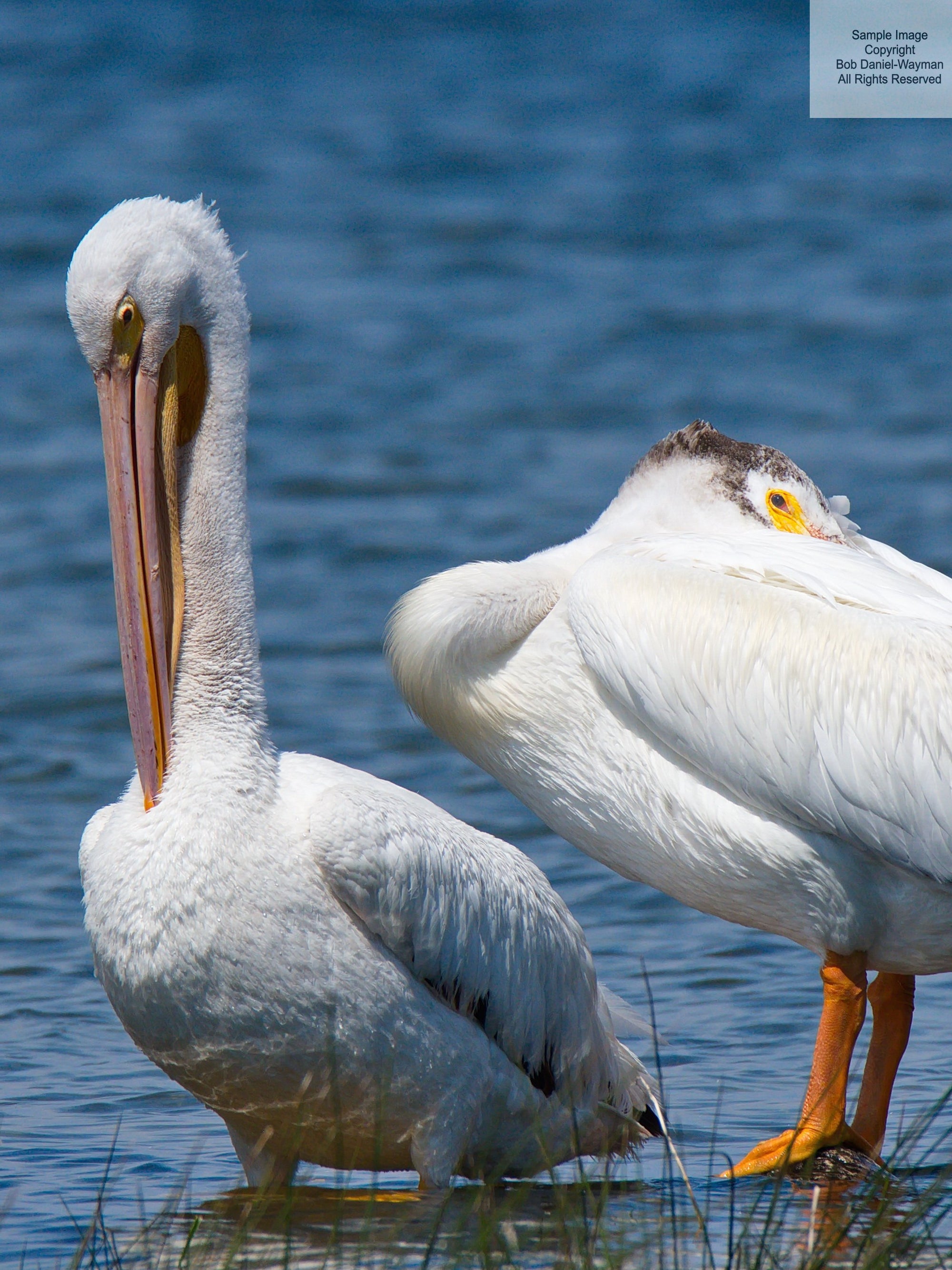 American Pelicans Preening (IS)