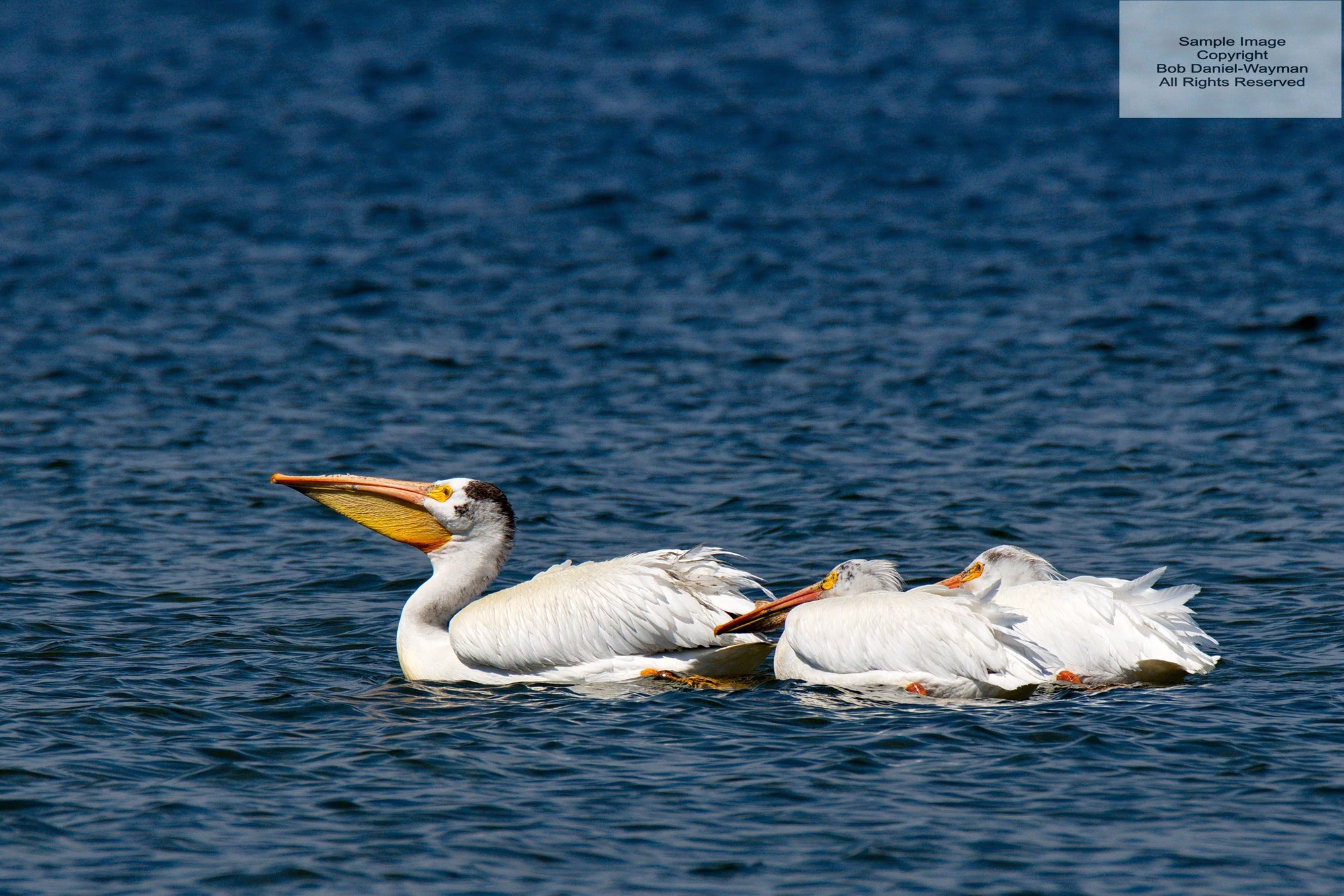 American Pelicans Family Cruise