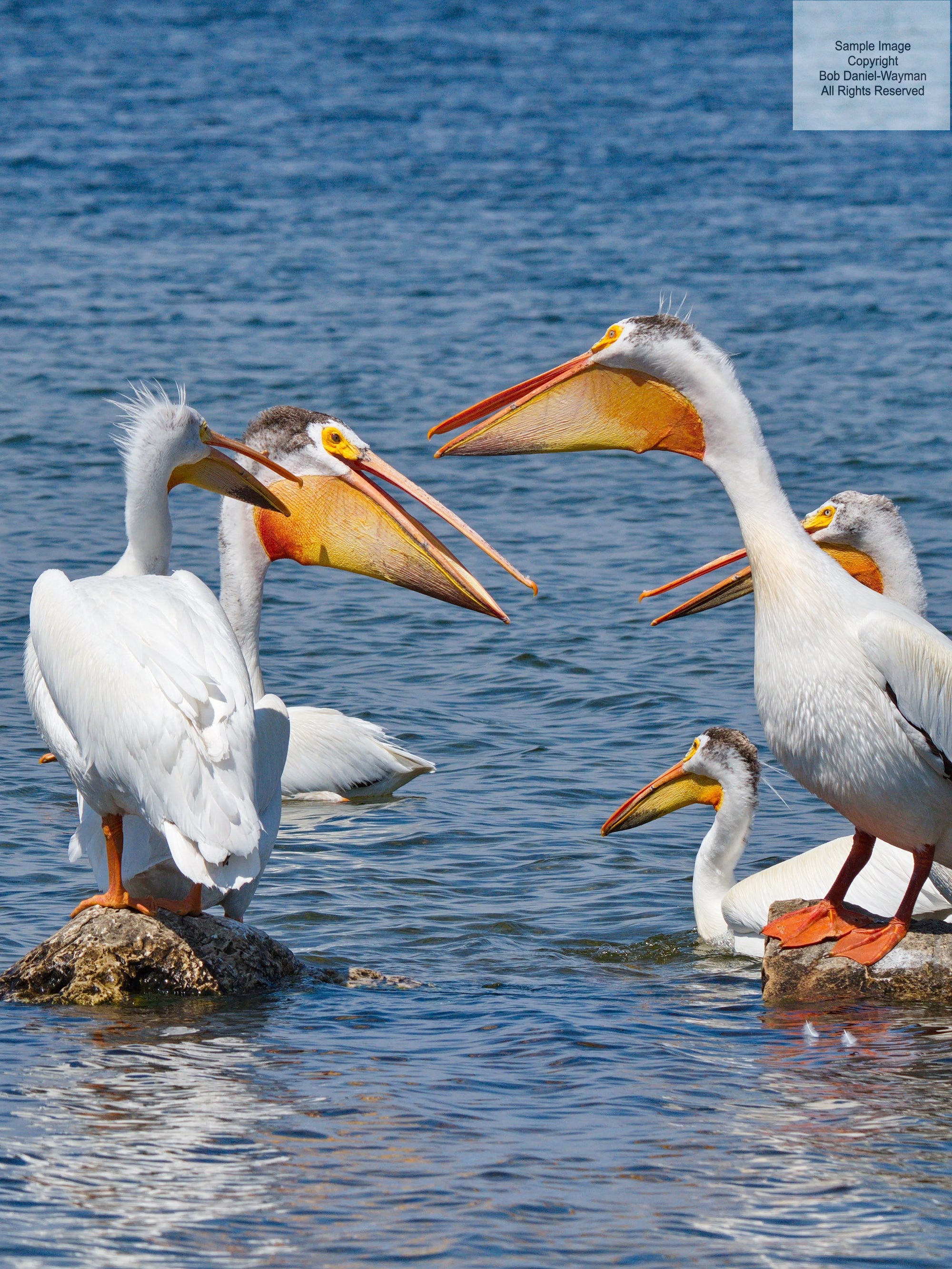 American Pelicans In Conversation