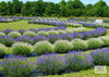 Lavender Farm (IS)
