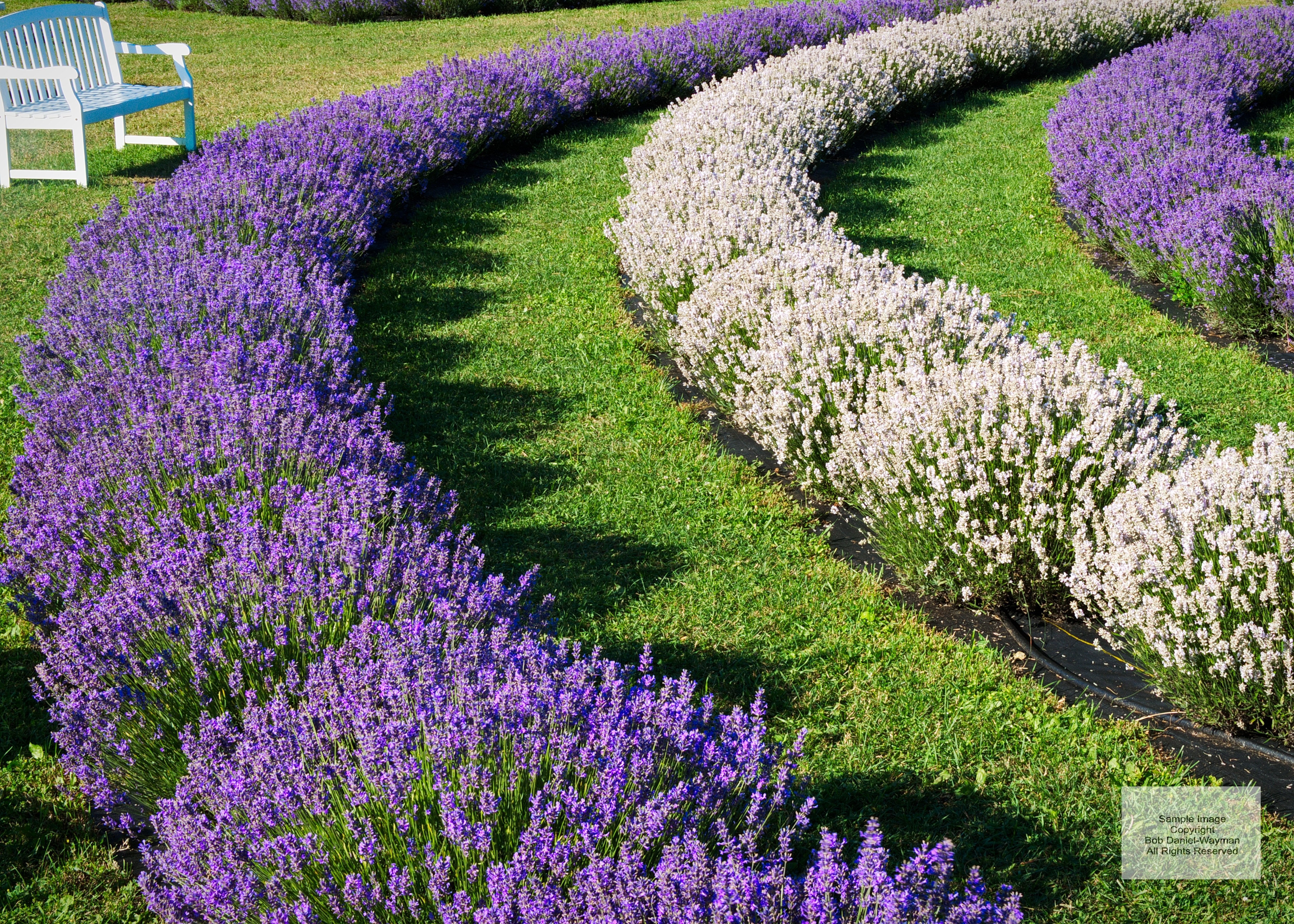 lavender row plants Lavender Rows