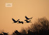 Sunrise Sandhill Cranes In Flight